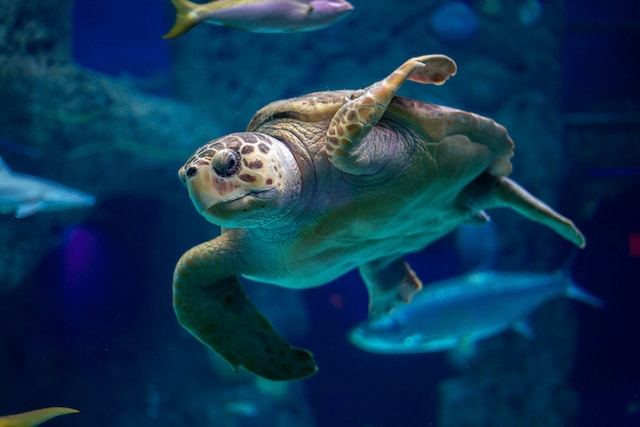 My, myself, and I, and my pet turtle — Tulo Centre of Indigenous Economics
